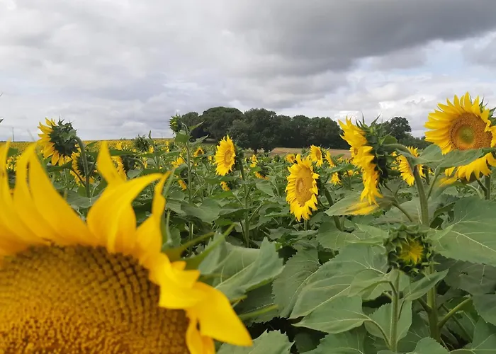 Nyaraló Xin Dao Semezies-Cachan